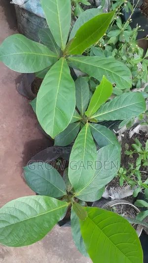 Almond Seedling