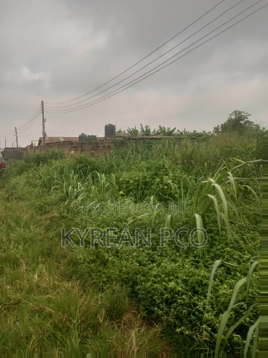 Pig Farmland