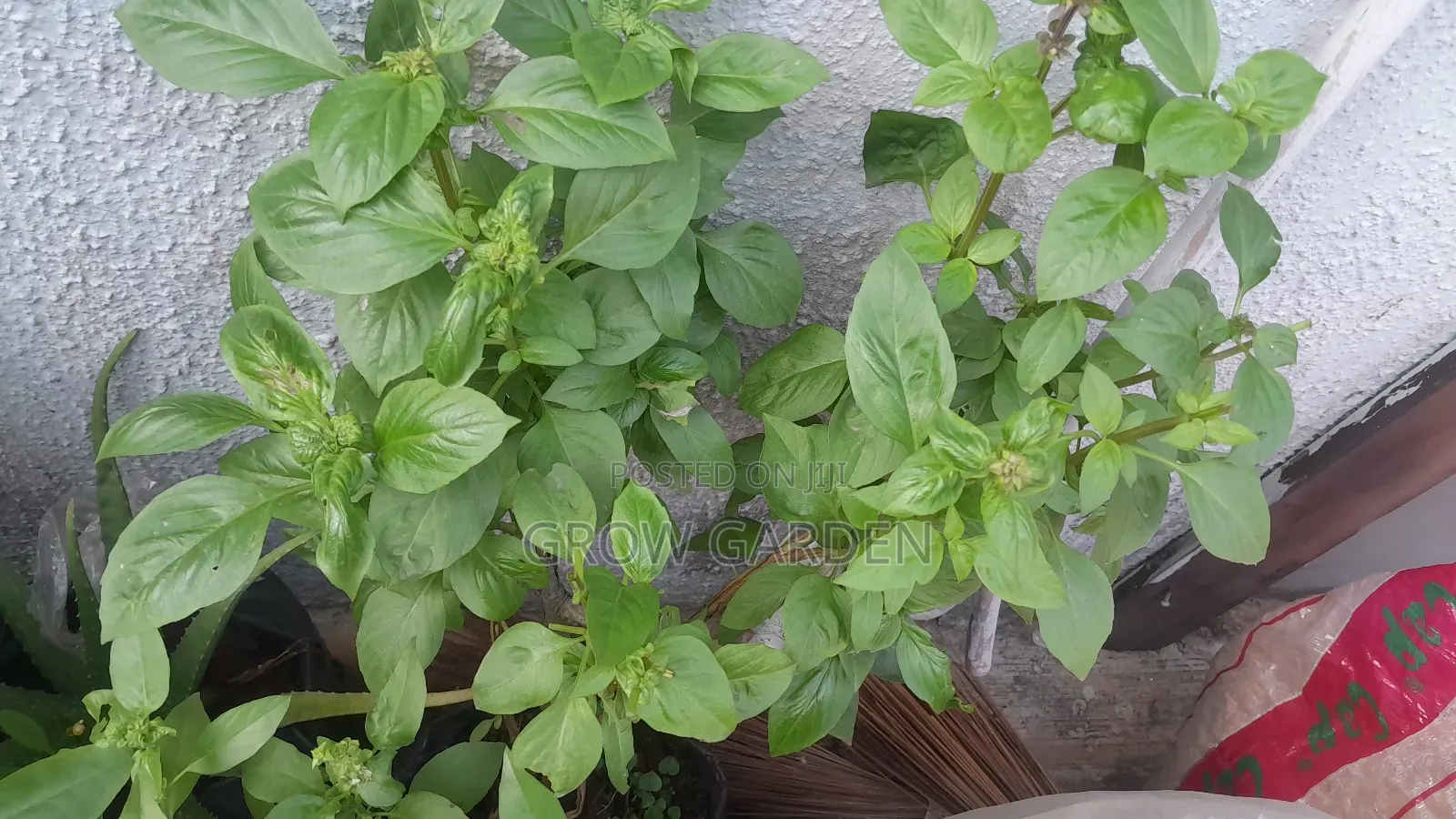 Sweet Basil Seedlings
