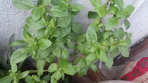 Sweet Basil Seedlings