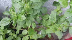 Sweet Basil Seedlings