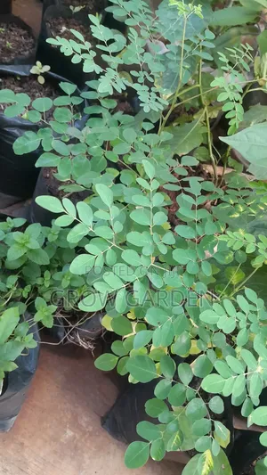 Monringa Seedlings