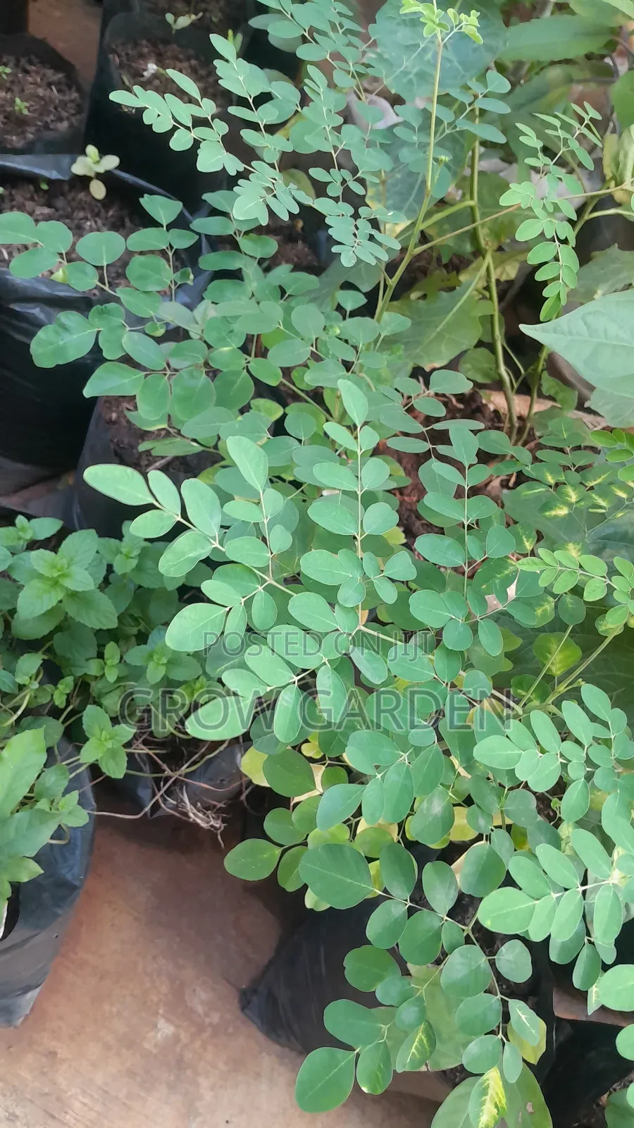 Monringa Seedlings