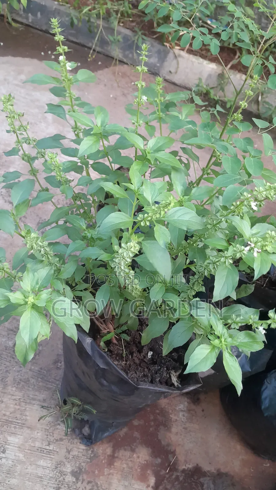 Curry Leaves Seedling