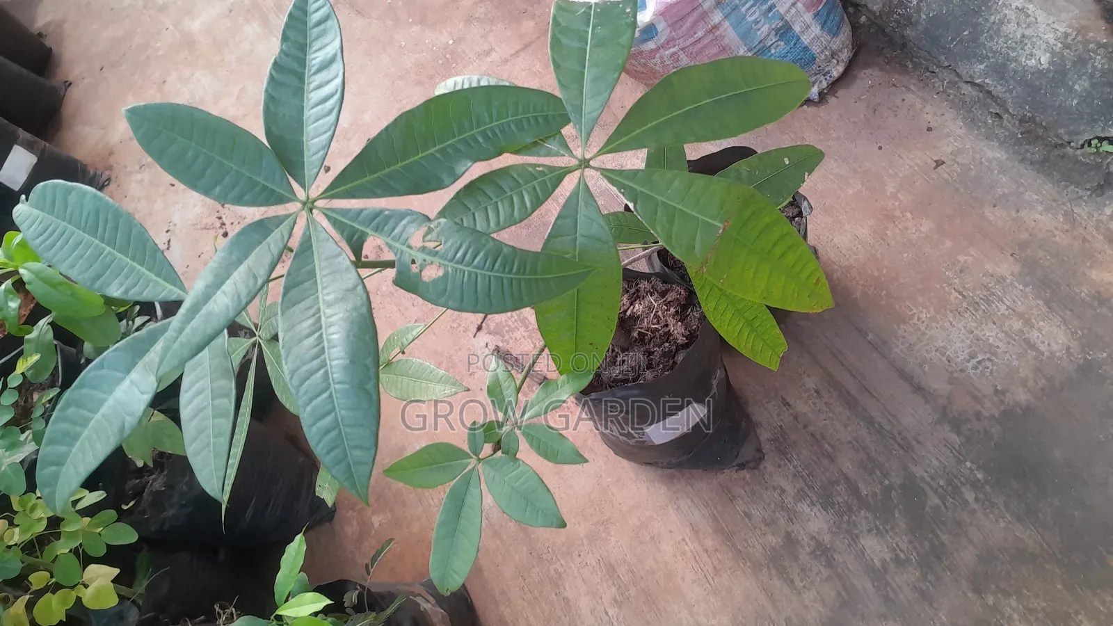 Chest Nut Seedling