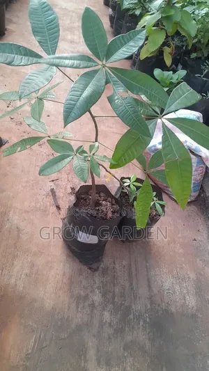 Chest Nut Seedling