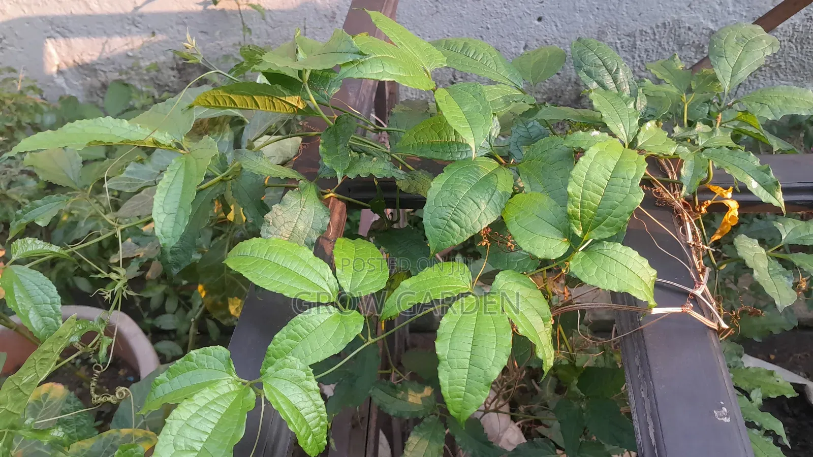 Ugu Seedlings