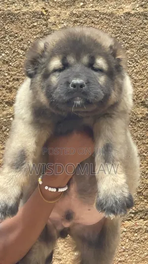 1-3 months Male Purebred Caucasian Shepherd