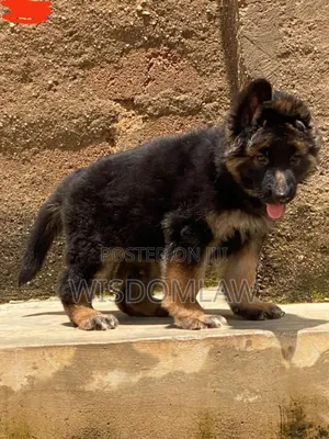1-3 months Male Purebred German Shepherd