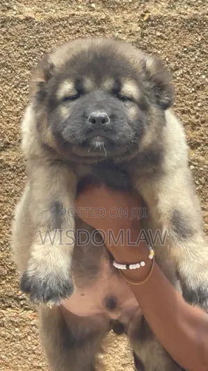 1-3 months Male Purebred Caucasian Shepherd