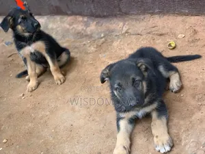1-3 months Male Purebred German Shepherd