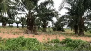 For Sale 220 Acres of Land