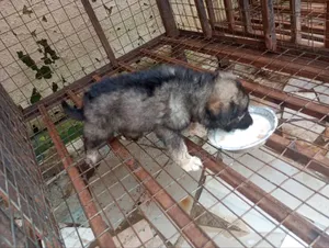 1-3 months Male Purebred Caucasian Shepherd
