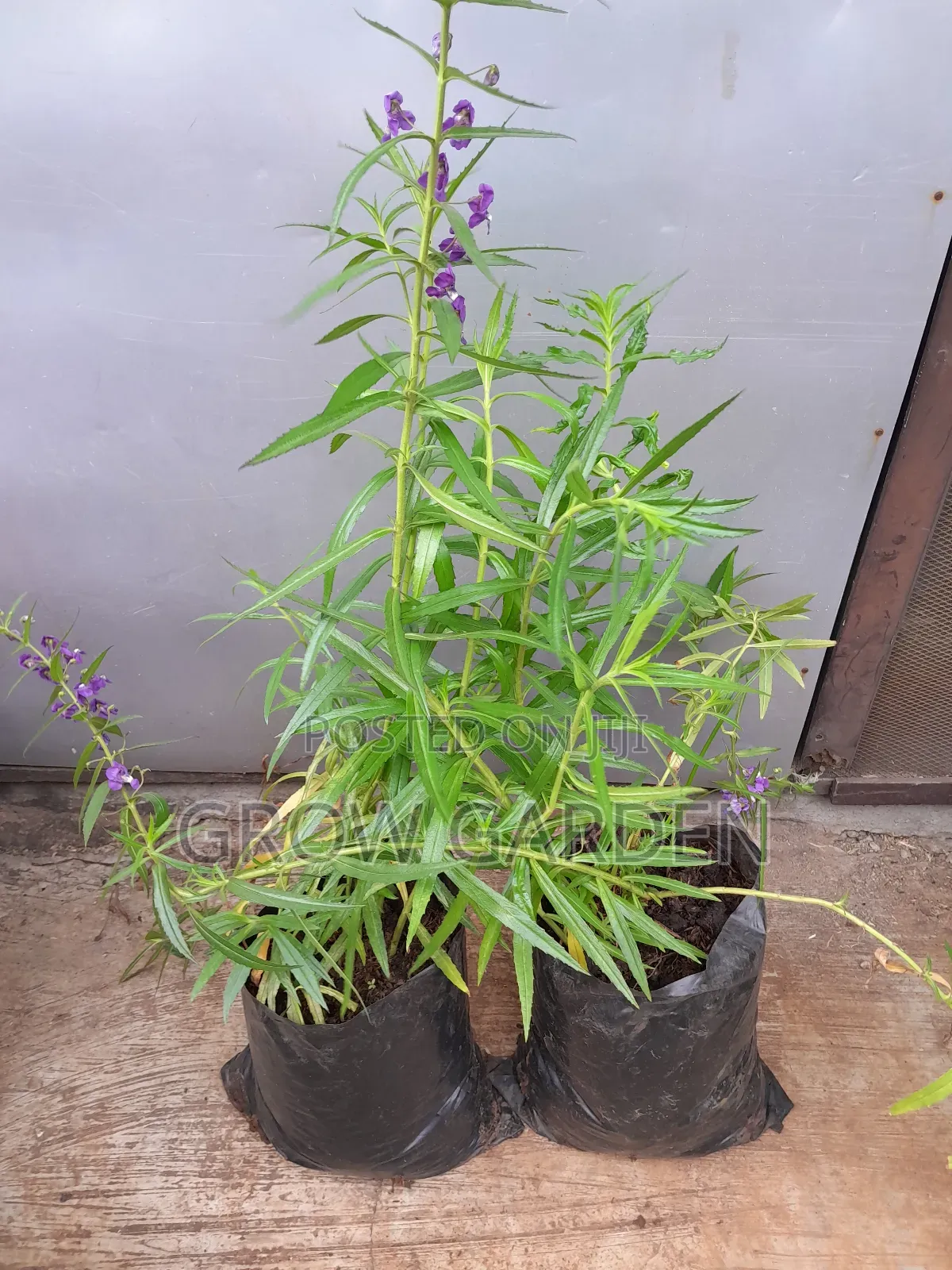 Local Spiky Lavender