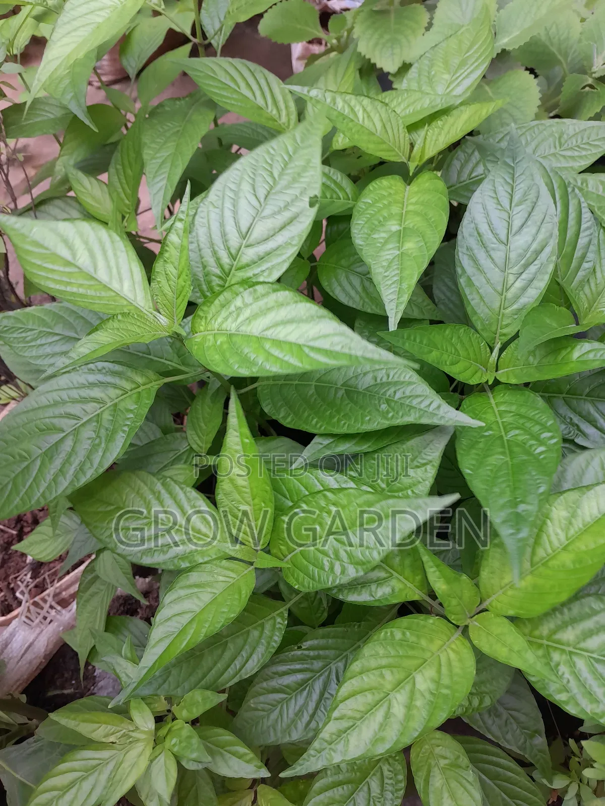Bloodvtonic Leave Seedlings