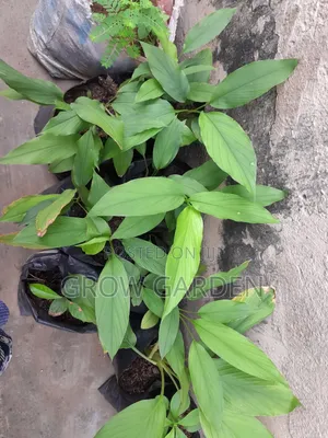 Tumeric Seedlings