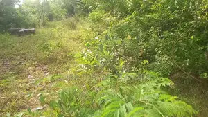 A Plot of Land Available for Sale