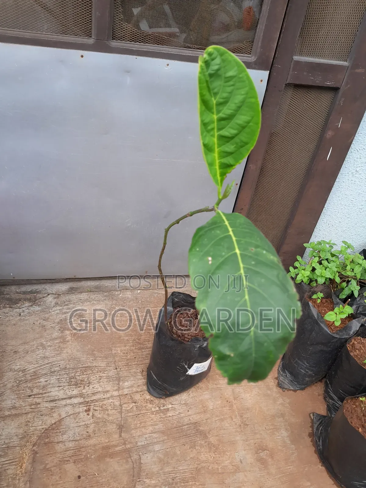 Jack Fruit Seedling