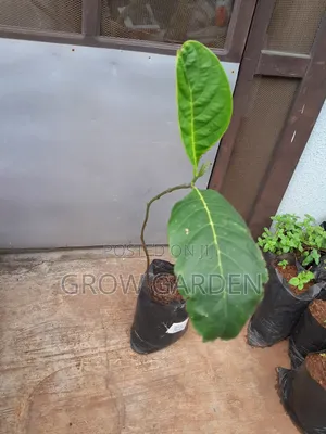 Jack Fruit Seedling