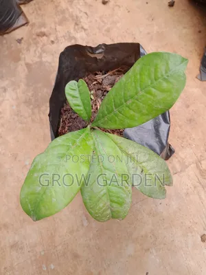 Kolanut Seedlings