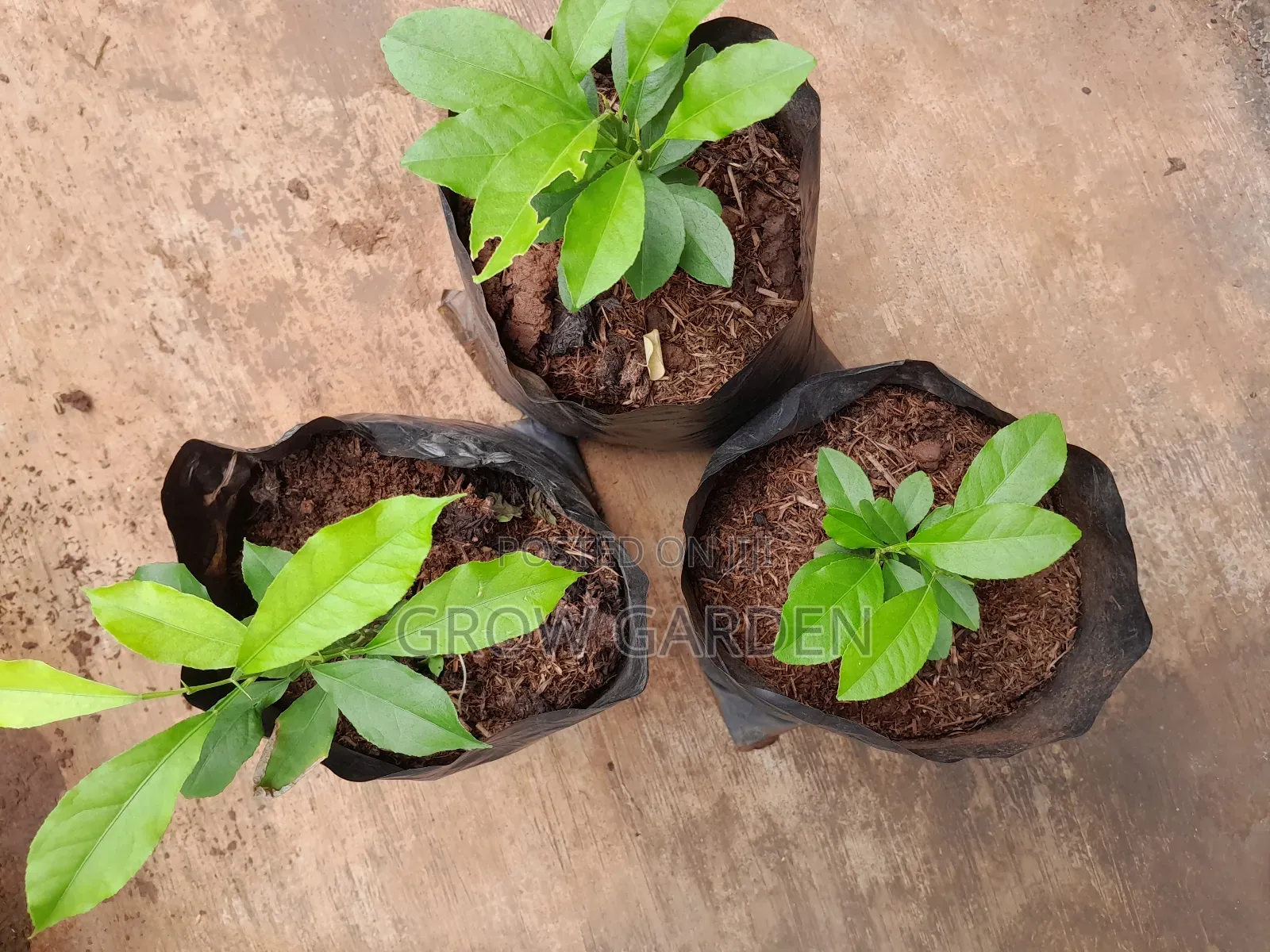 English Lemon Seedlings