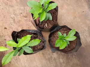English Lemon Seedlings