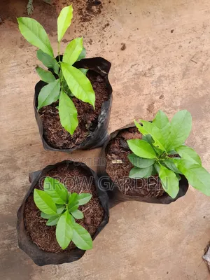 English Lemon Seedlings