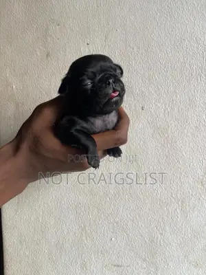 0-1 month Male Purebred Pug