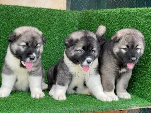 1-3 months Female Purebred Caucasian Shepherd