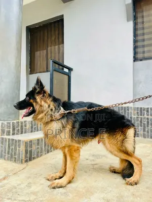 1+ year Male Purebred German Shepherd