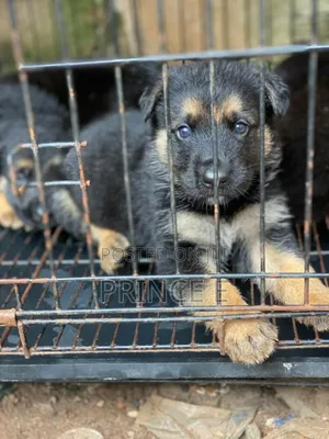 1-3 months Female Purebred German Shepherd