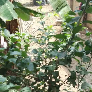 A Lovely Land Selling