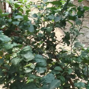 658sqm of Land Available