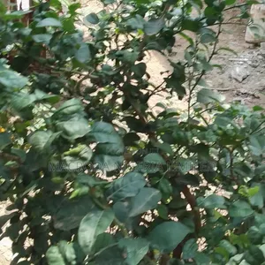 Superb Mixed Used Land Selling
