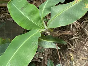 Plantain Young Trees