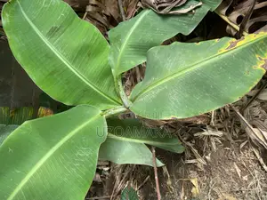 Plantain Young Trees