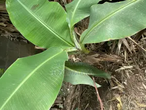 Plantain Young Trees