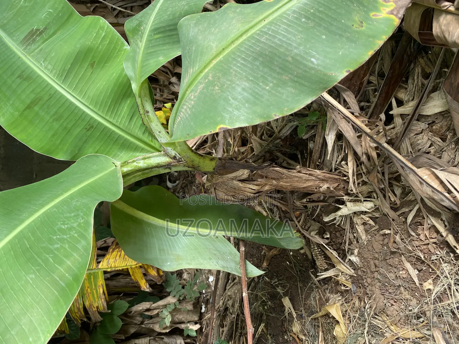 Plantain Young Trees