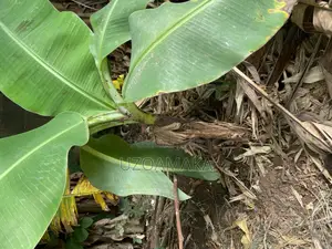 Plantain Young Trees