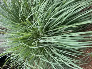 Lemongrass Leaves for Sale
