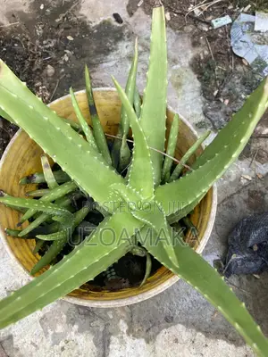 Aloe Vera Plants