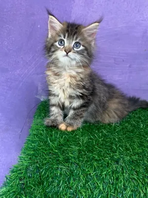 1-3 months Female Purebred Persian