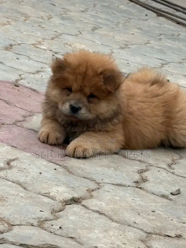 1-3 months Female Purebred Chow Chow in Ibadan Dogs Puppies