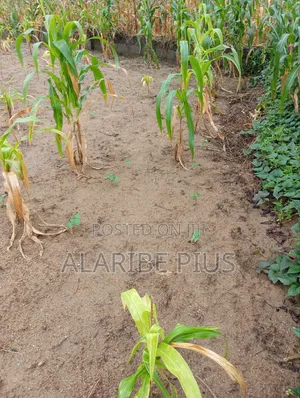 1000 SQM of Residential Land 4 Sale at Dakibiyu Abuja, Nigeria.