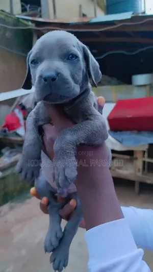 0-1 month Male Purebred Cane Corso