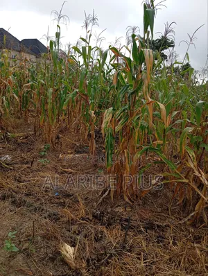 1,500 SQM of Residential Land 4 Sale at Dakibiyu Abuja, Nigeria.
