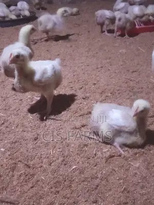 Jumbo Brooded Broiler Chicks