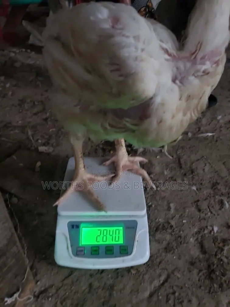 Giant Big Broilers Chicken for Sales