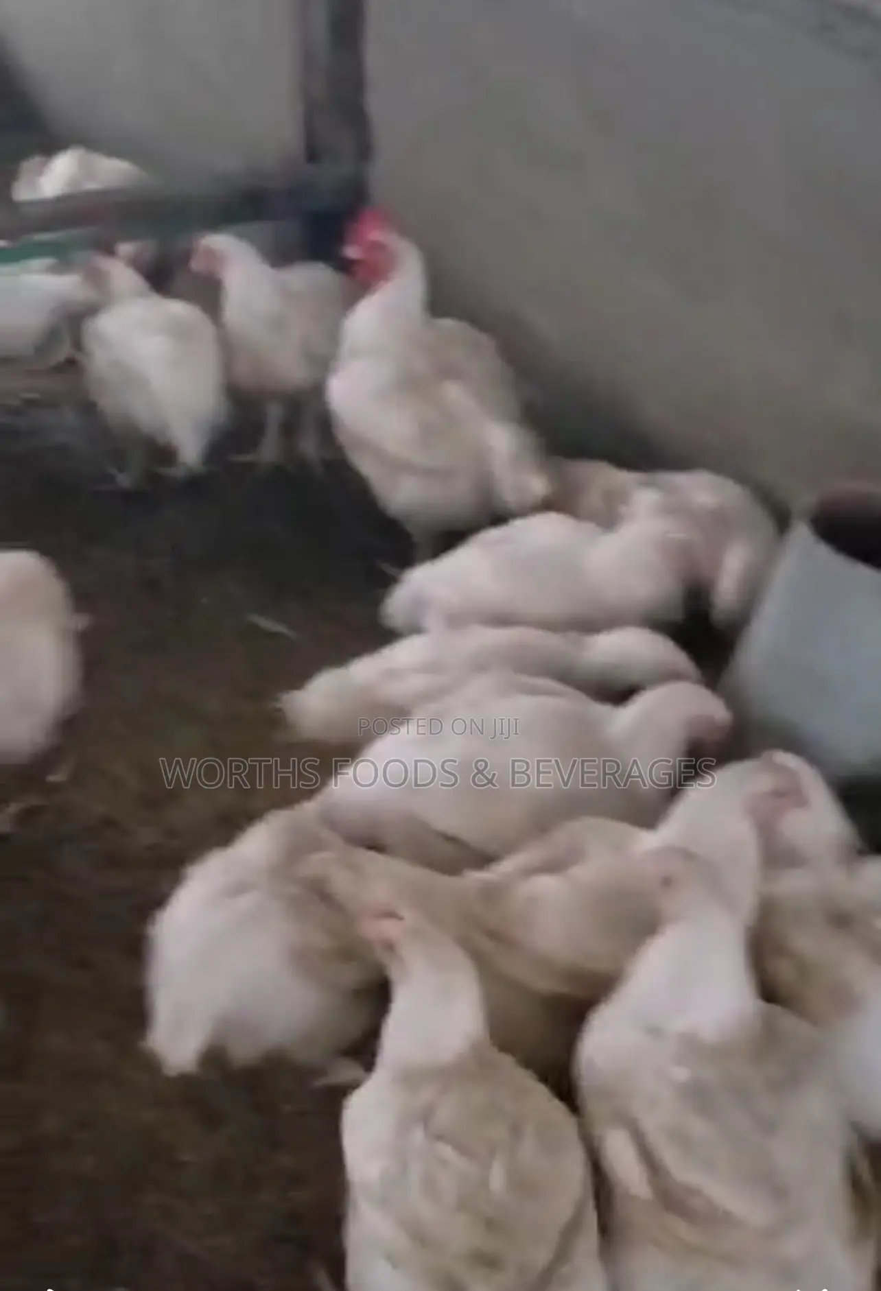 Giant Big Broilers Chicken for Sales