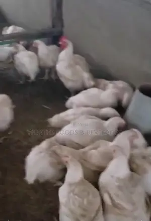 Giant Big Broilers Chicken for Sales